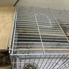 طير روز قد انتج على السوممم