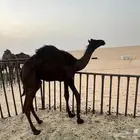 للبيع قعود حوار سمين وطيب