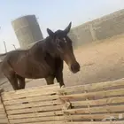 خيل مهره انقليزي 4 سنوات