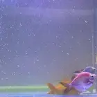 حوض سمك مع مضخه اكسجين زينه مع سمك أربع حبات