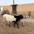 ذبايح بلديه مهجنه طيبه حد 1000