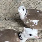 جوز حمام ياكريم جيشي