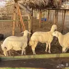 رخال