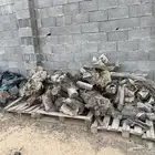 جذوع اثل مقطع للبيع