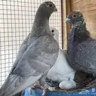 حمام منوع