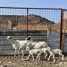 نعاج حبص متاويم 2 تحتهن 4