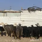 نعاج نجد