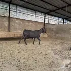 عنز وتيس مورسيانو اسباني