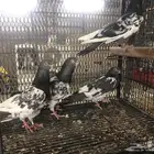 حمام باكستاني