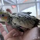 فروخ كروان تقبل غر