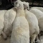 خرفان بلدي افل شحم بسعر مناسب