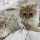 قطط