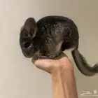 انثى شنشيلا معها 2 من اعيالها