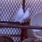 حمام صفاقي