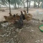 دجاج تركي فاخر