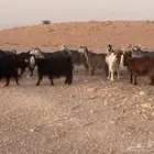 معزاء