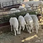 للبيع طليان ورخال انظاف واسمان ولادريا ولا حسوس