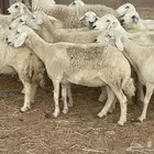33 غنم حريات دفيع مراح غنم كفووو منوة القاني تم البيع