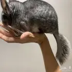 انثى شنشيلا حامل