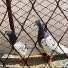 جوز باكستاني أصلي طيران شرط منتج على السوم