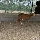 خروف سواكني