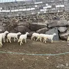 خرفان و رخال
