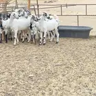 جفار للبيع