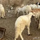طليان دمازين مرابي