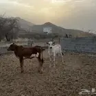 حسلان بلدي