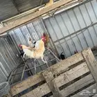 ذكور دجاج بلدي للبيع النماص