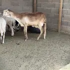 ساكنية متبع بطلي داغور