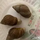 حلزونات للبيع في جده