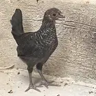 دجاج فيومي
