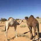 حشو 2طيبات على حليب امهاتهم