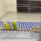 بادجي او طيور الحب