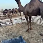 قعود للبيع