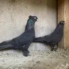 حمام تركي