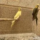 زوج كروان طفرة جينية نادرة