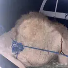 قعود على حليب امه بلدي مشروط