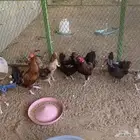 دجاج بلدي بياض