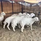 طليان