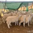 بهم منادي فاخر