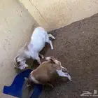 جوز قزمي ماكس