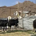 نعاج نجد صنف