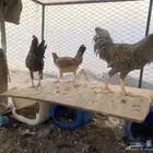 3 ديكه ودجاجه بلدي
