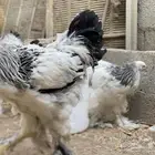 براهما