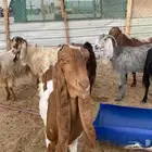 معزا مراح 35 رأس هولنديه عارضيه شاميه مطوره مشكله