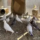 حمام للبيع