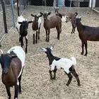 معزاء حص دفيع ومولده وصغيره سن
