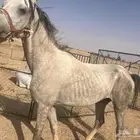 حصان للبيع